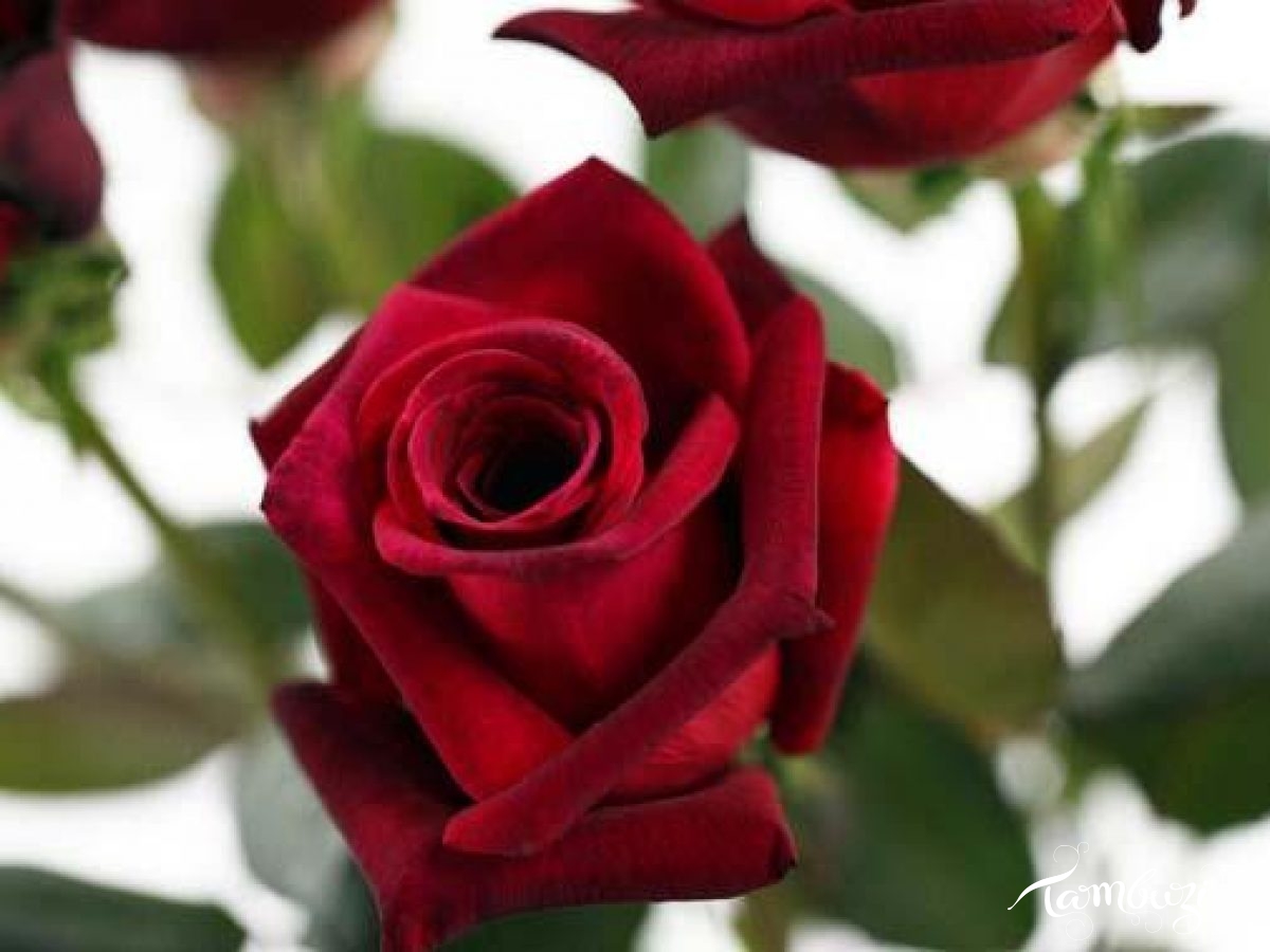Featured Image