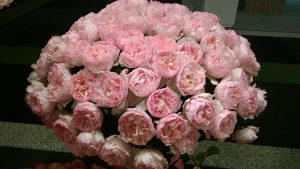 Princess Charlene of Monaco rose, garden scented rose, breeder Meilland, pink colour