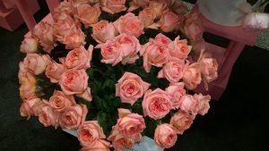 Rene Goscinny rose, garden scented rose, breeder Meilland, orange colour.