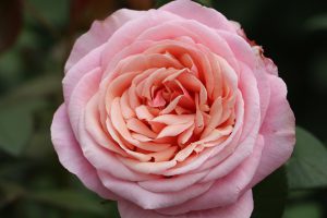 Paco Rabanne rose, garden scented rose, breeder Nirp, pink colour.