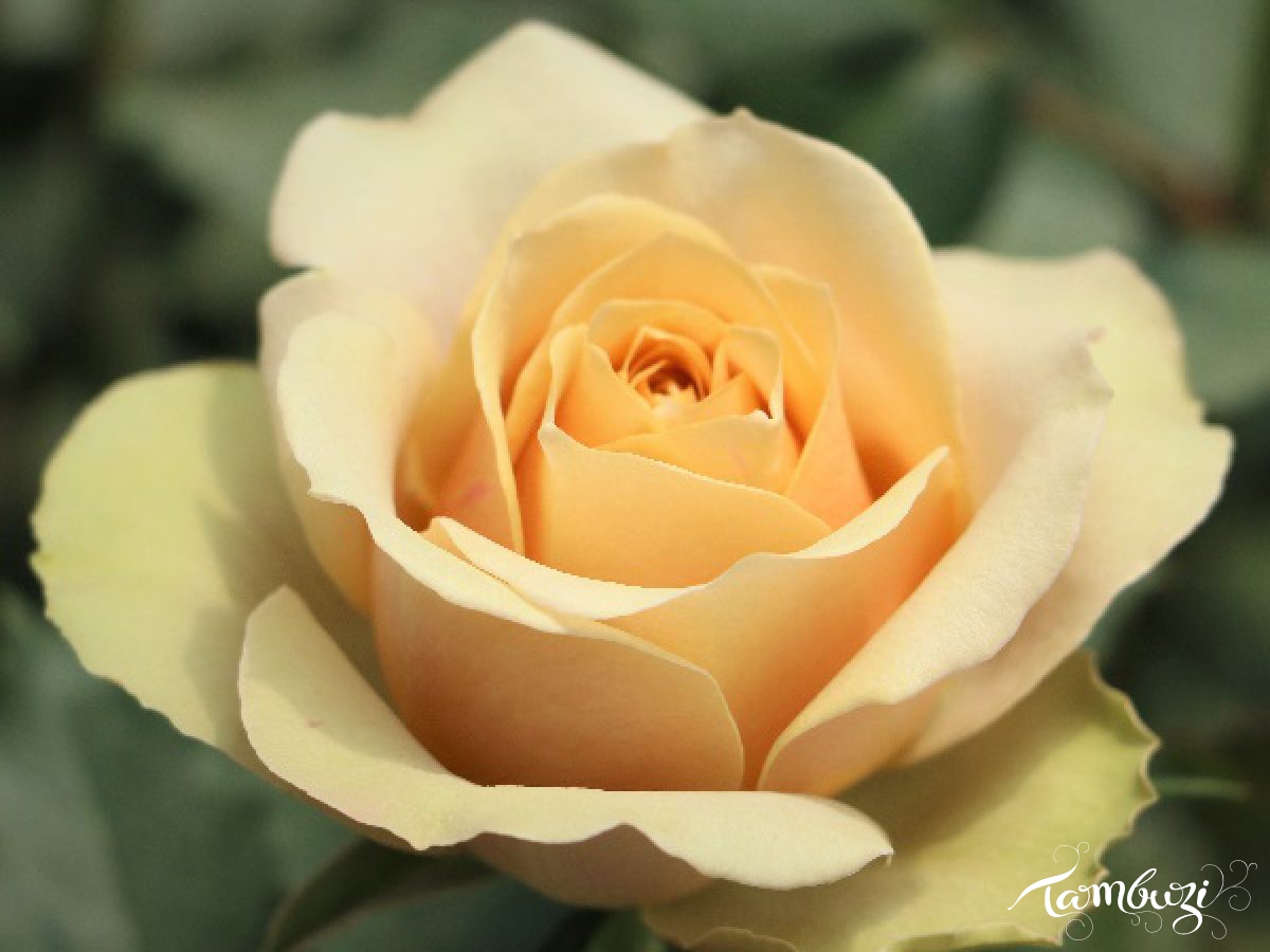 Featured Image