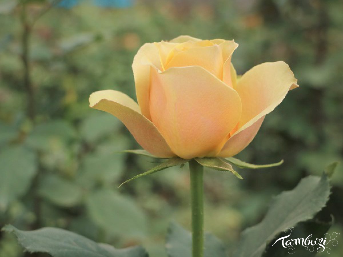 Featured Image