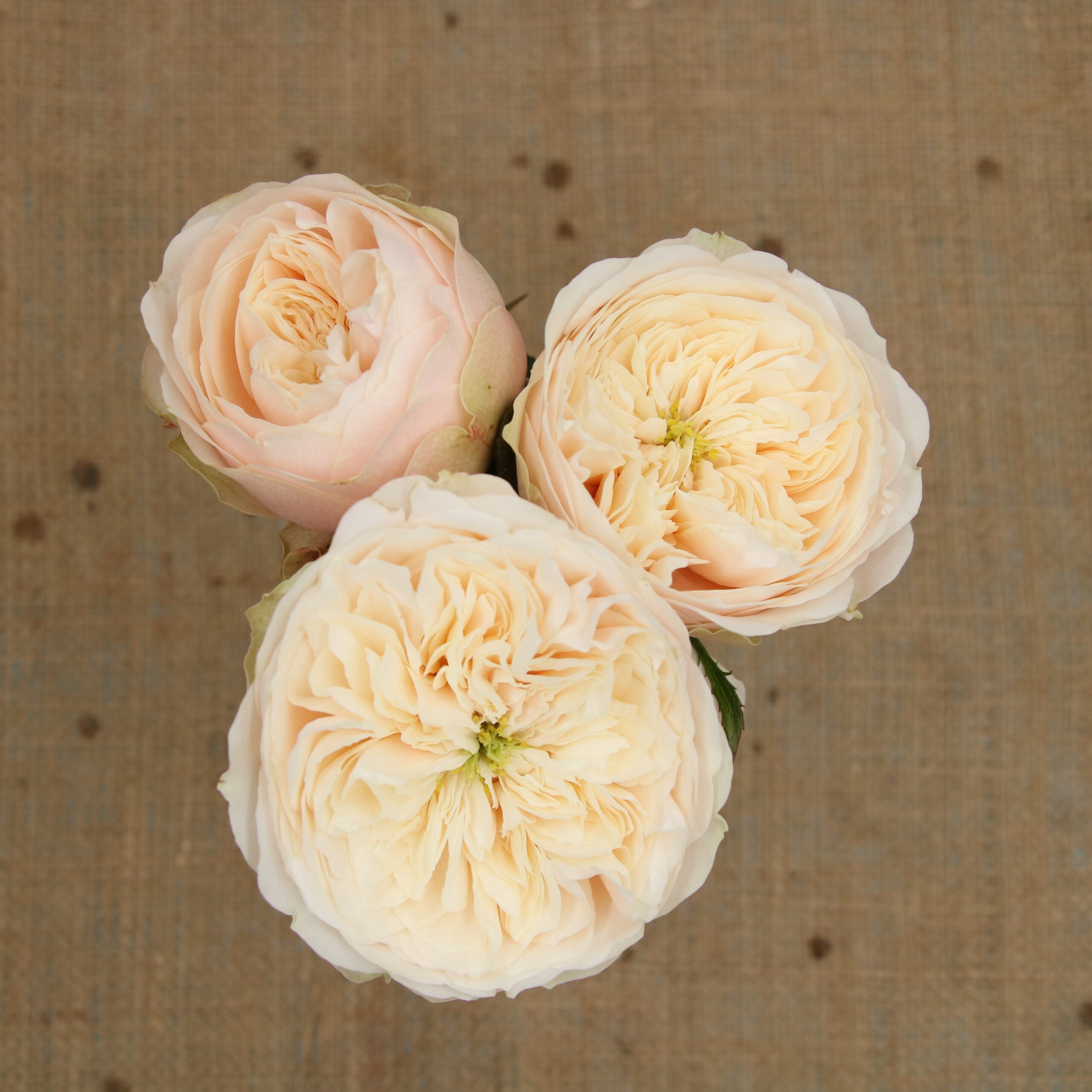 Darlington Tambuzi Roses