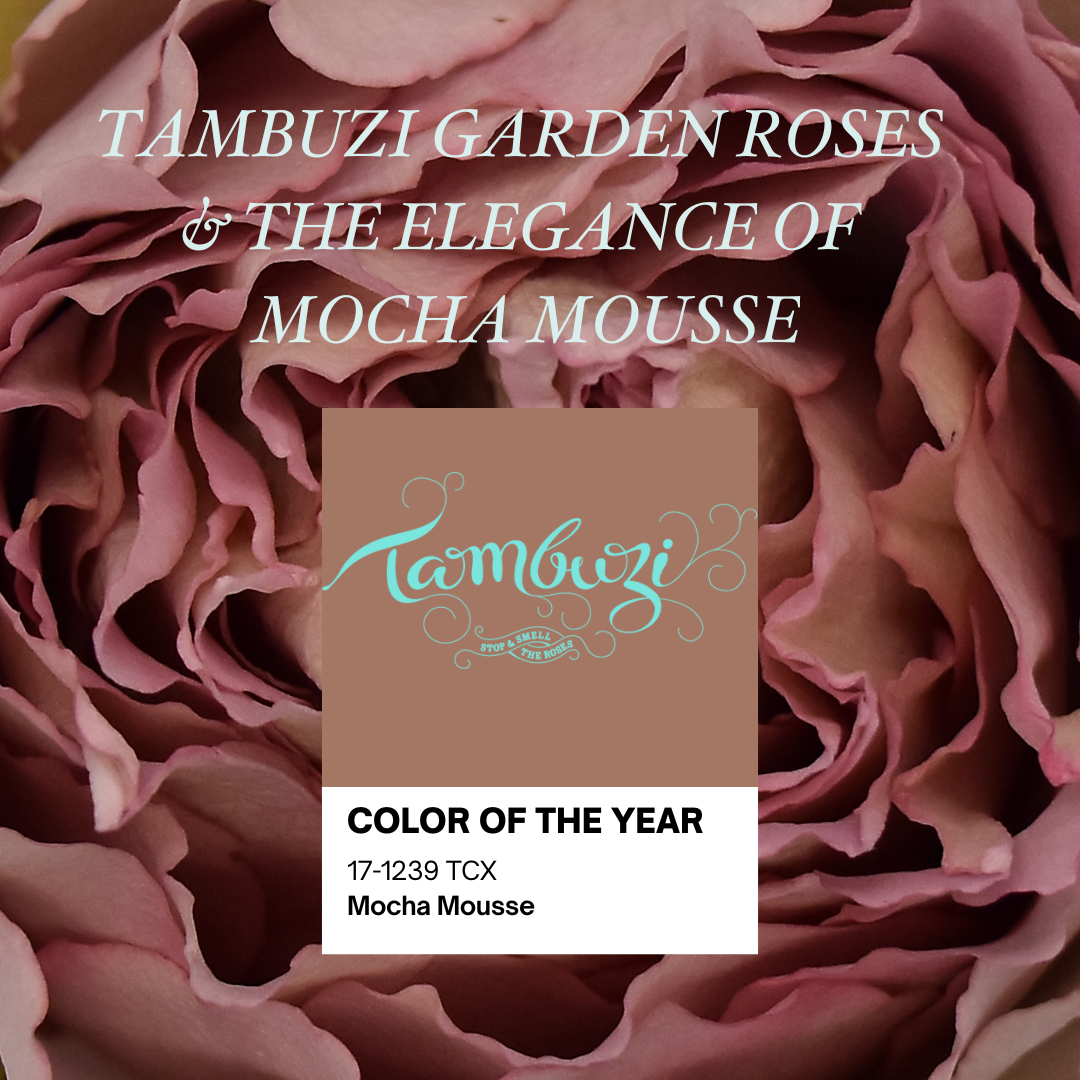 Tambuzi Garden Roses and the Elegance of Mocha Mousse – Tambuzi Roses