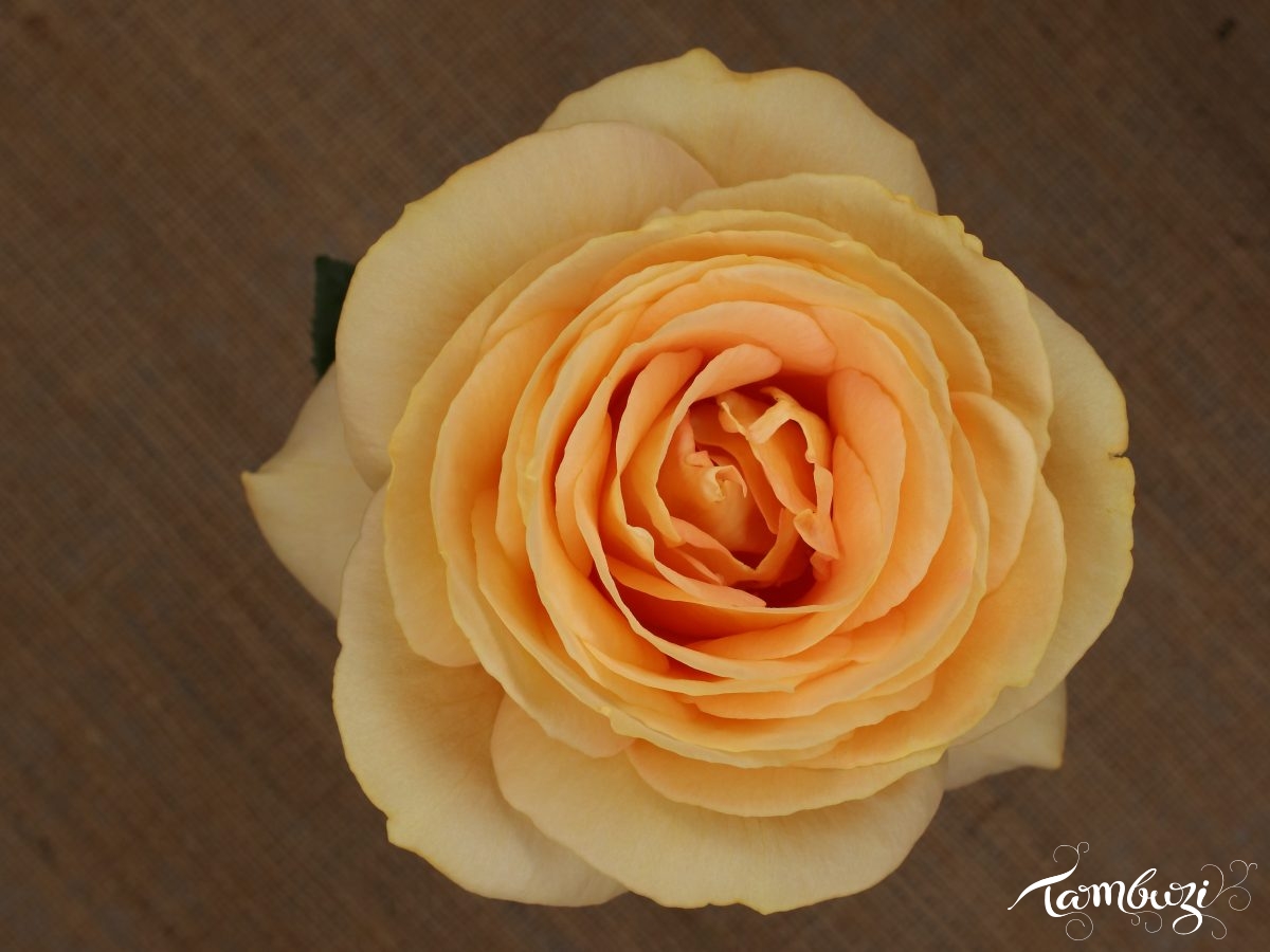 Featured Image