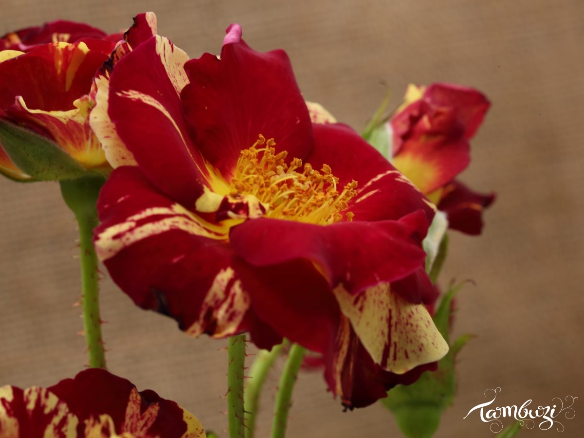 Featured Image