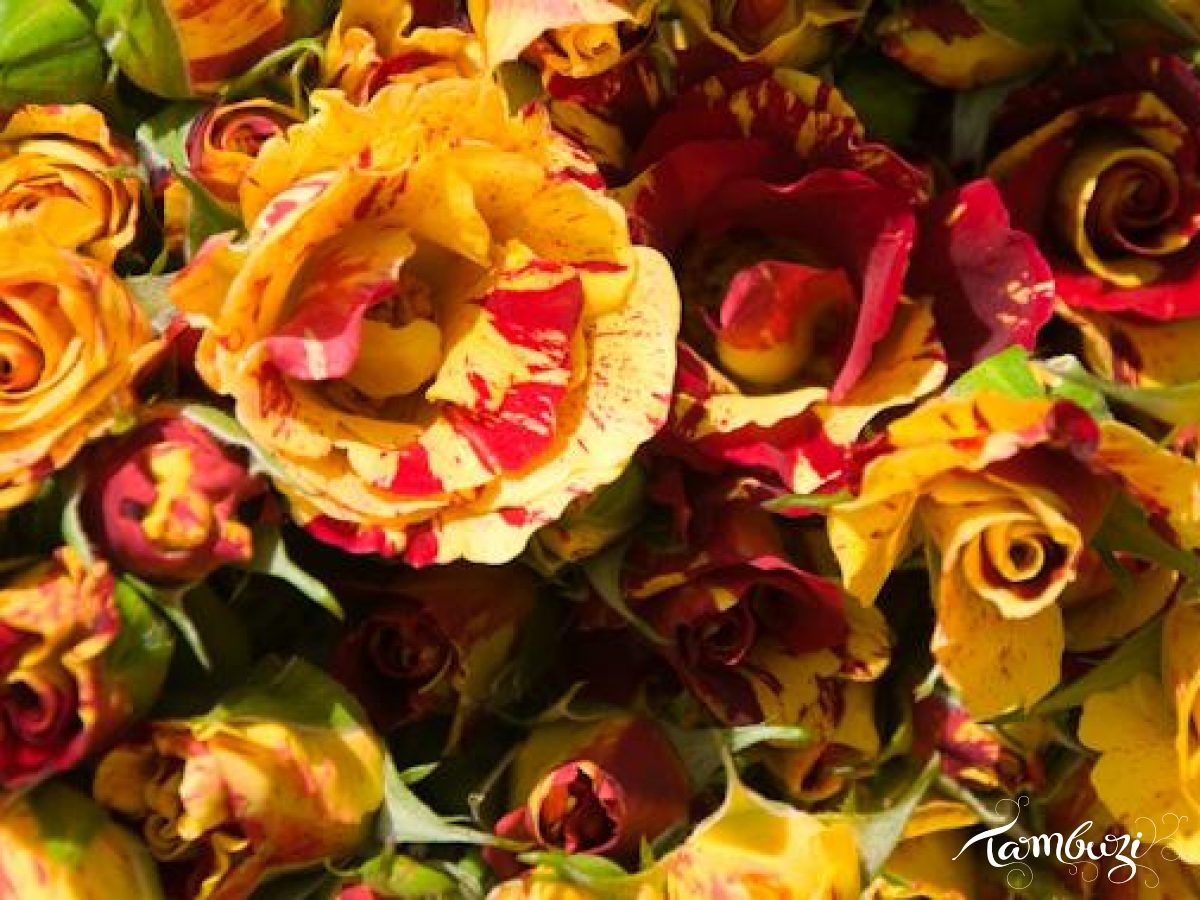 Featured Image