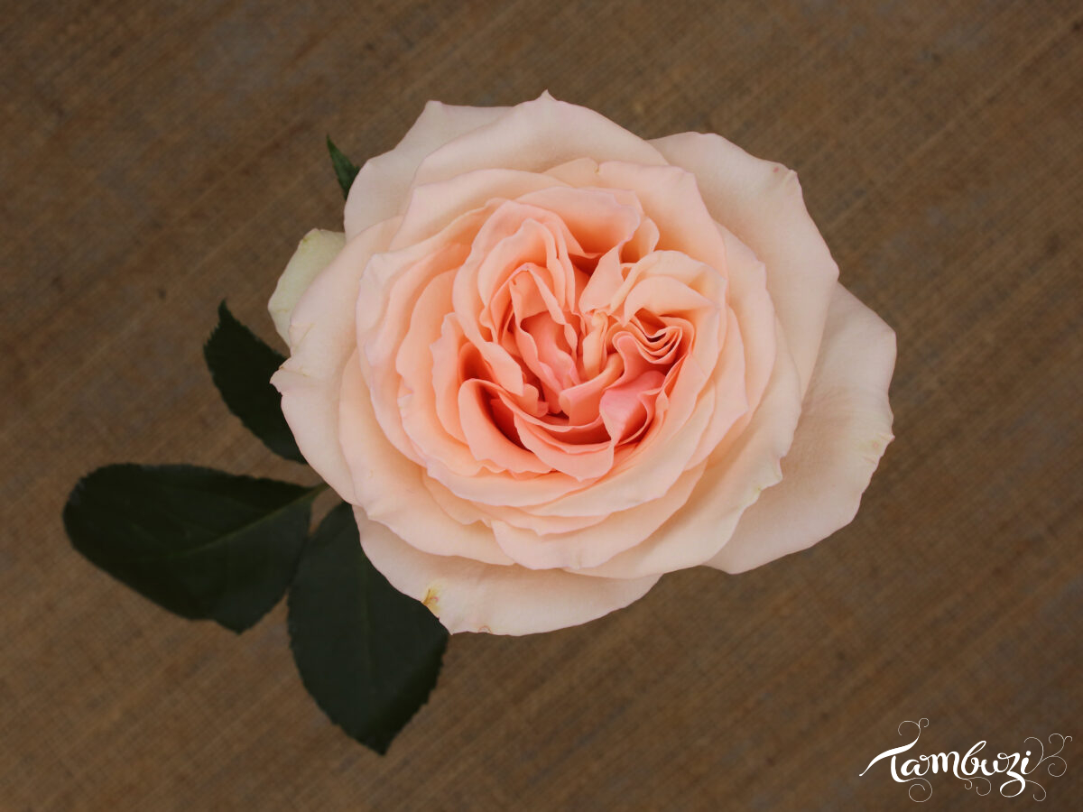 Featured Image