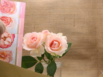 Alina Perfumella spray rose – Tambuzi Roses