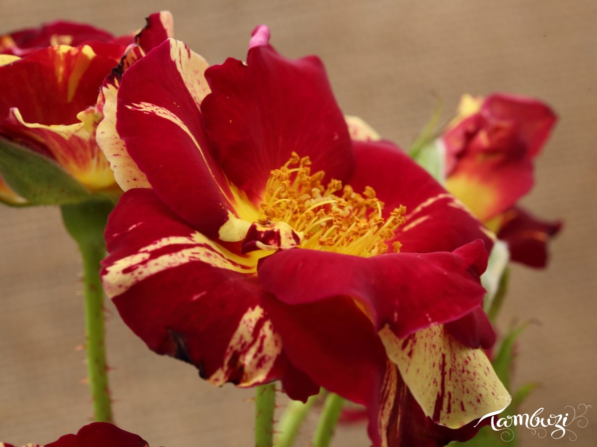 Featured Image
