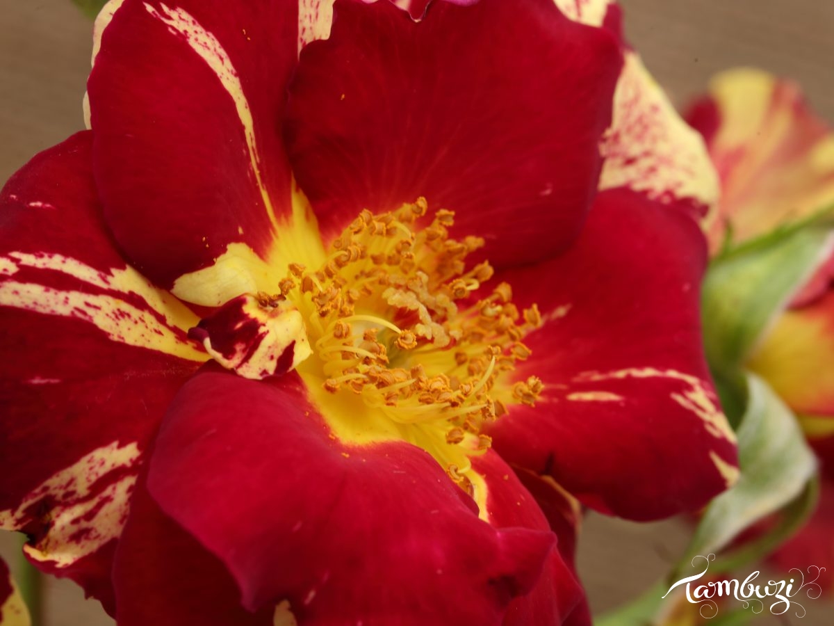 Featured Image