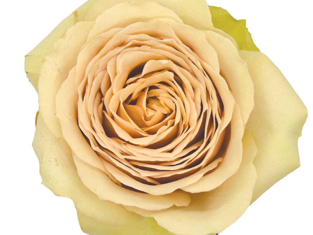 Featured Image