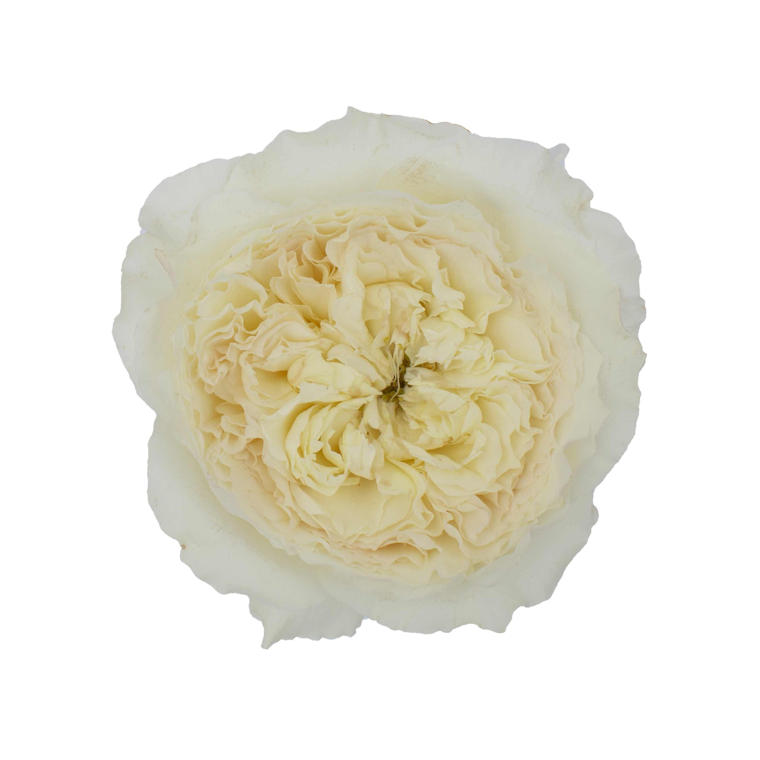 David Austin Wedding Roses Patience (Auspastor) – Tambuzi Roses