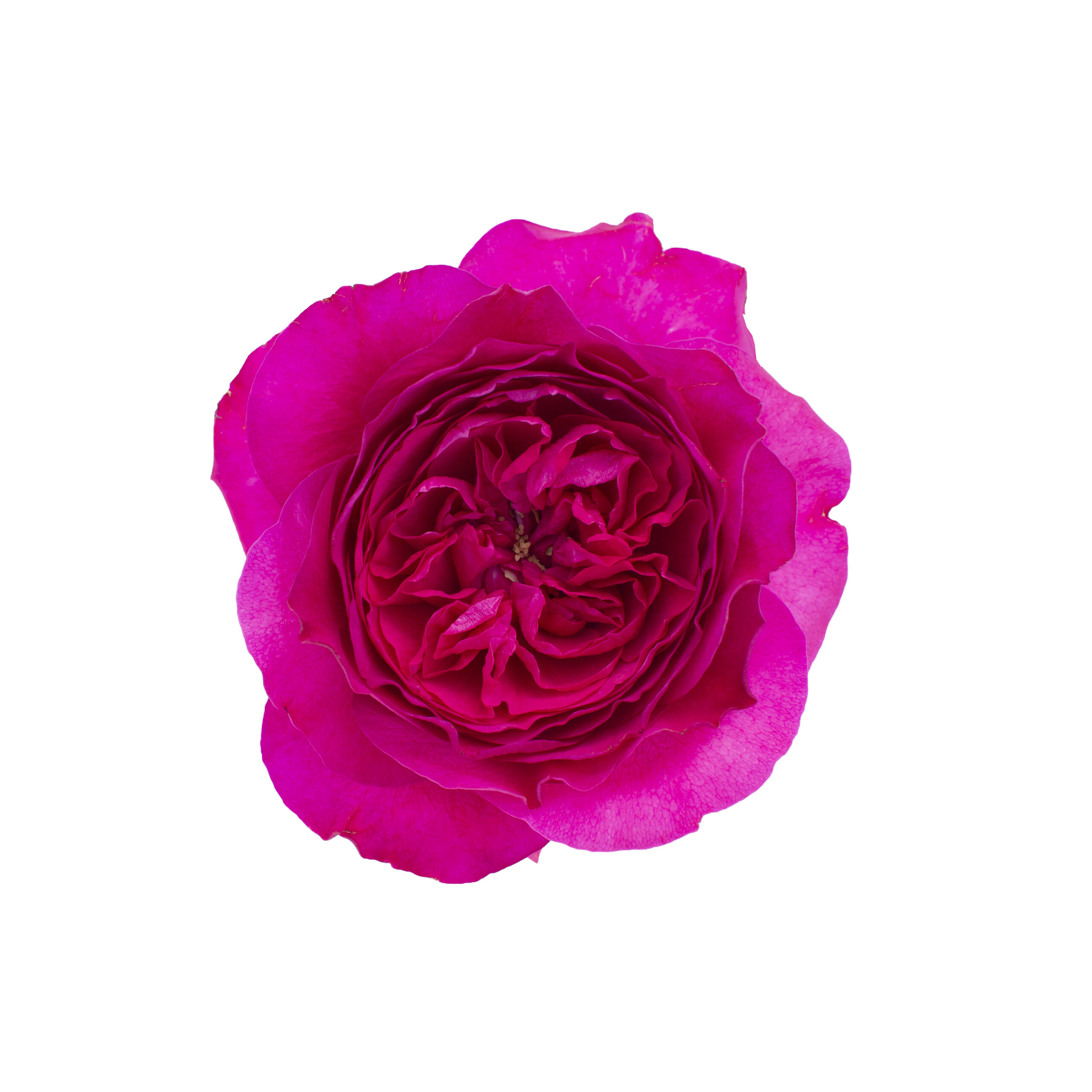 David Austin Wedding Roses Capability (Ausapply) Tambuzi Roses