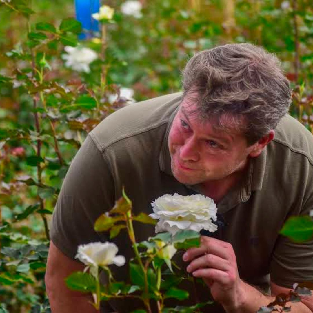 What makes a rose smell? Tambuzi Roses