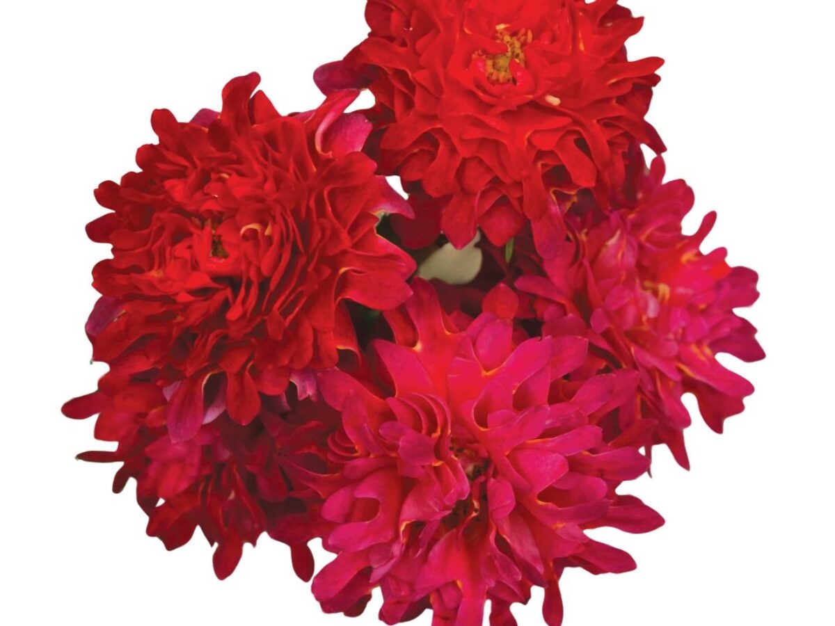 Featured Image
