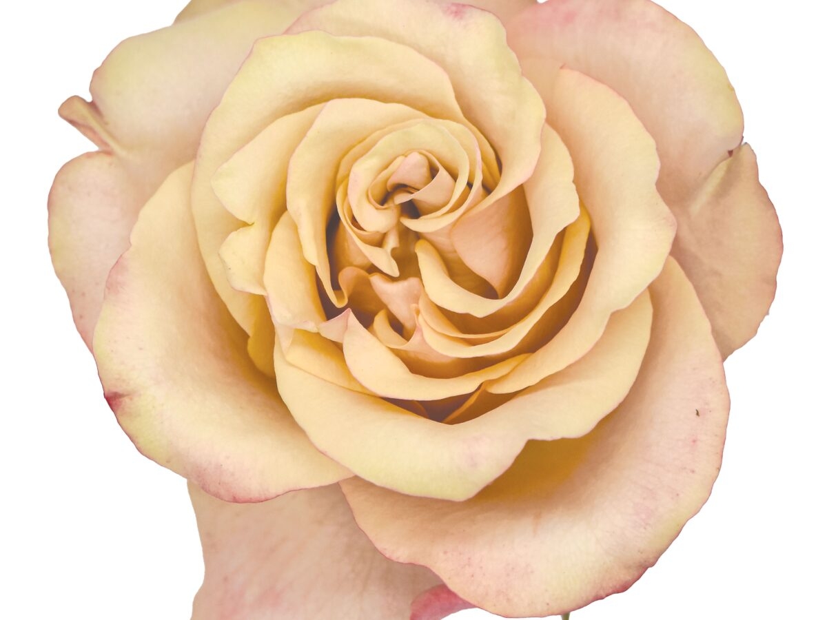 Featured Image