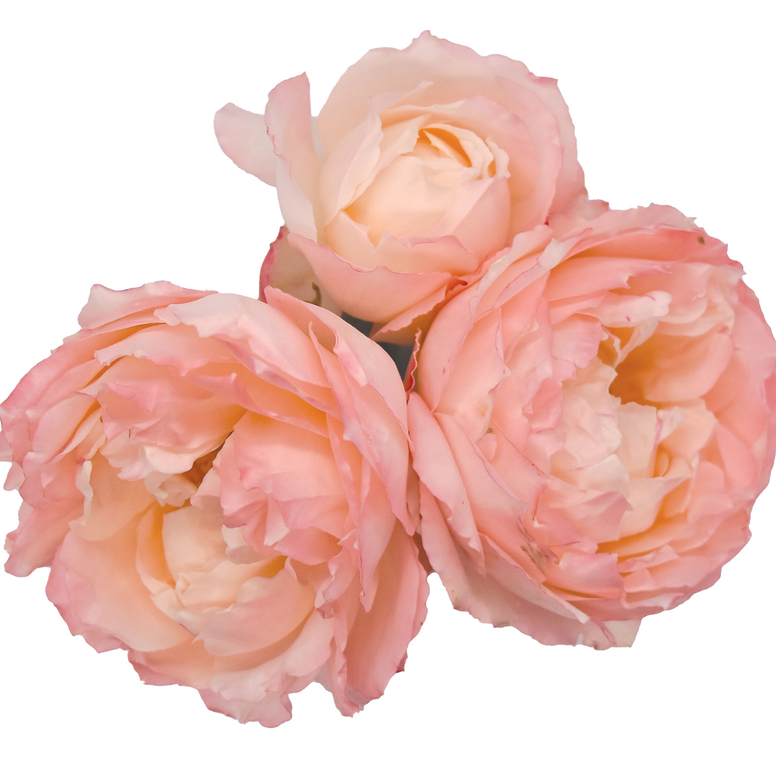 Princess Suki – Tambuzi Roses